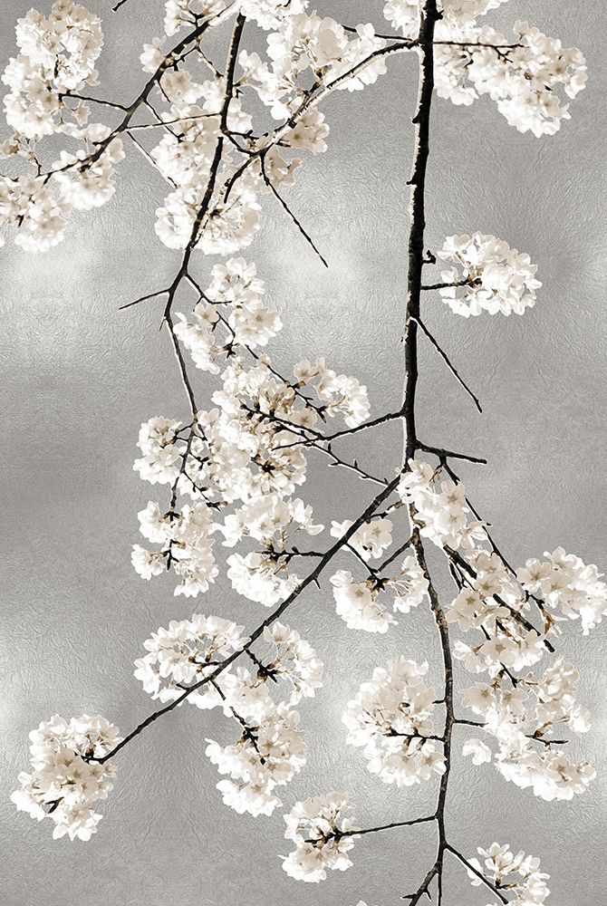 White Blossoms on Silver IV Poster Print by Kate Bennett # KTB116647 ...