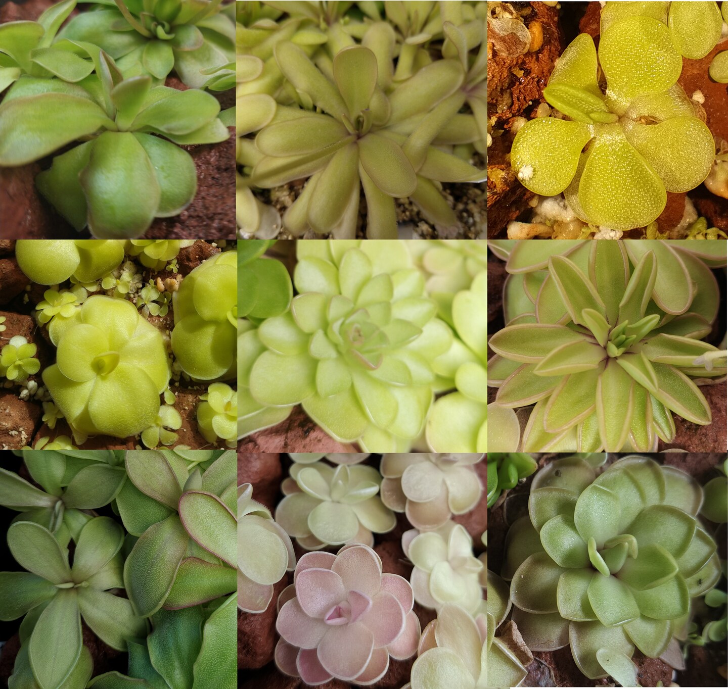 Carnivorous Butterwort plants - Pinguicula hybrids | MakerPlace by Michaels