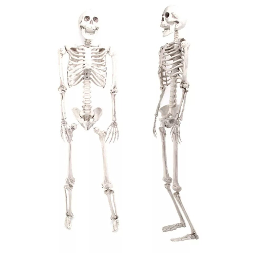 5.6Ft Halloween Skeleton Full Life Size Human Skull Holiday Tricky Haunted Props