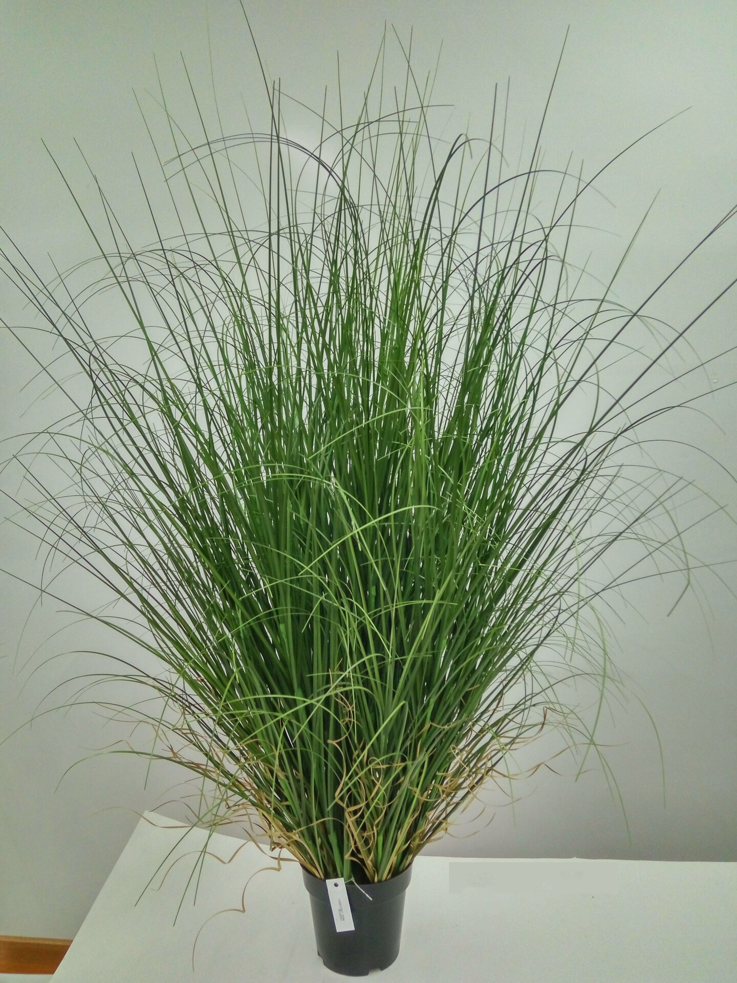 Artificial Curly Grass Arrangement in Decorative Pot for Home and Office Decor | Low Maintenance Greenery | Floral Home by Artificial Flowers