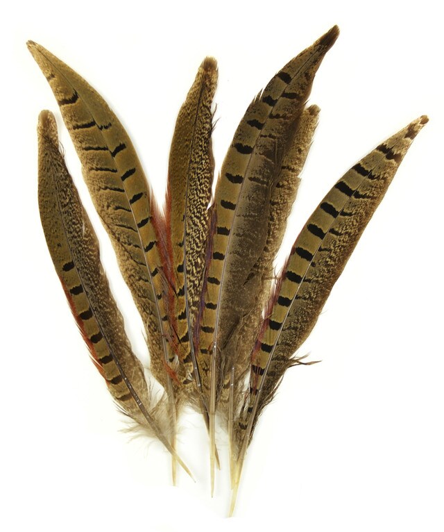 Pheasant Feather - Nature Art Gallery - Drawings & Illustration