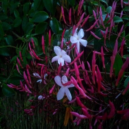 Wild Jasmine Fragrance Oil (Our Version of the Brand Name) (4 oz Bottle) for Candle Making, Soap Making, Tart Making, Room Sprays, Lotions, Car Fresheners, Slime, Bath Bombs, Warmers…