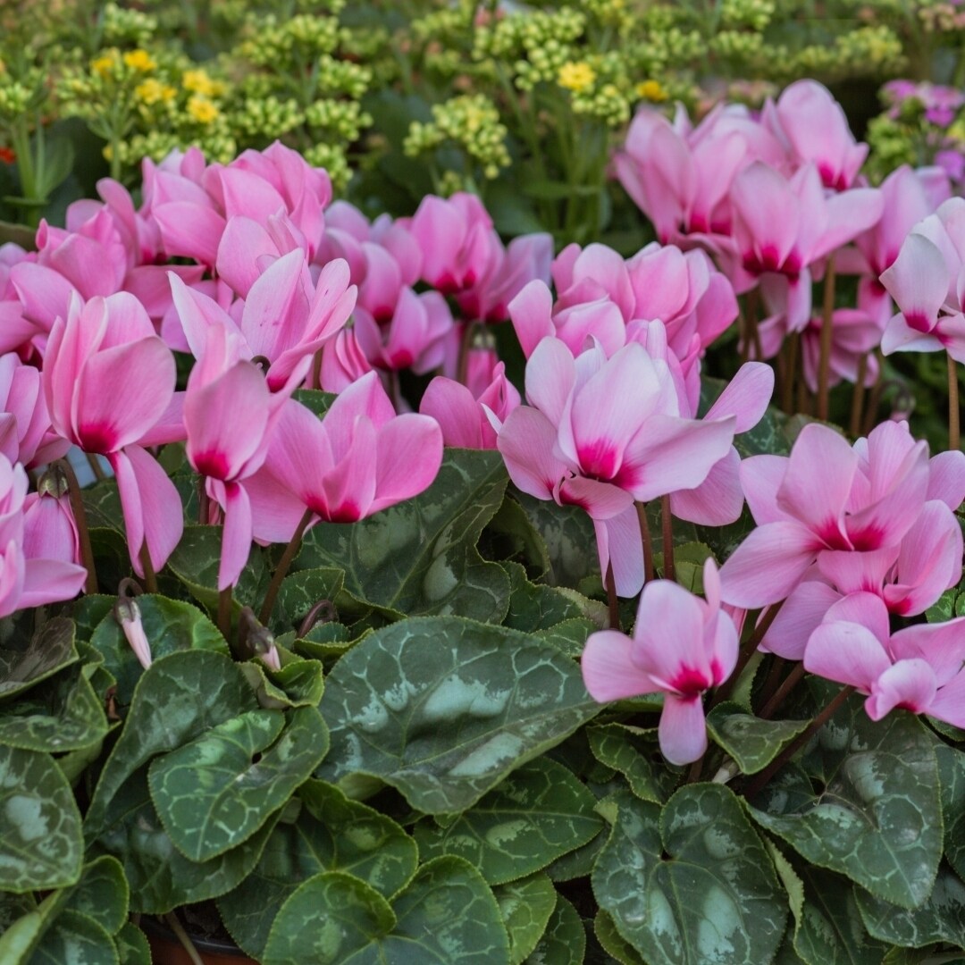 Pink Flutter Cyclamen Flowers - 3 6 Or 12 Bulbs - Spring Garden Perennial - Attracts Butterflies Bees And Hummingbirds