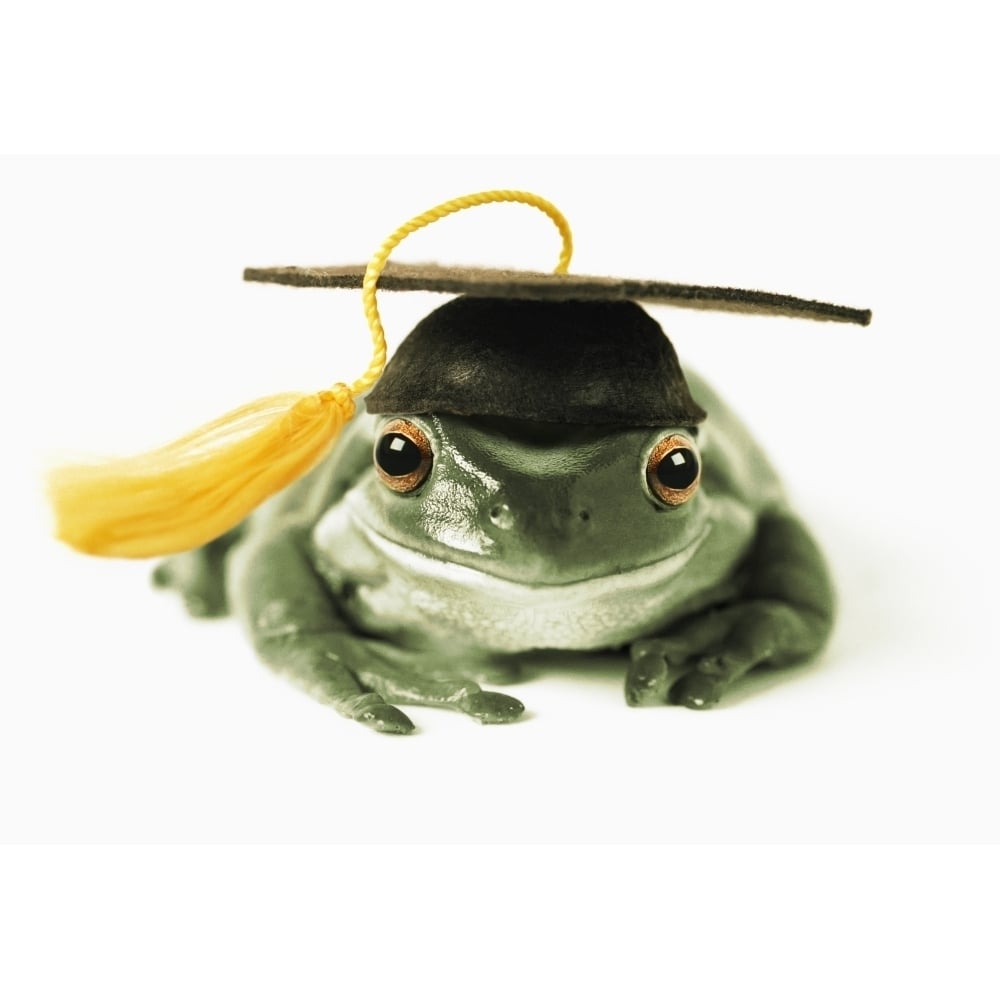 Posterazzi Fv3541  Natural Moments Photography; Frog In Graduation Cap Poster Print