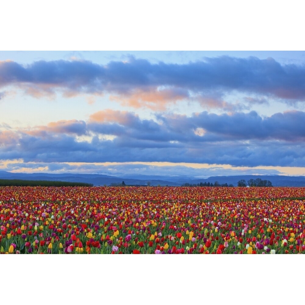 Posterazzi Sunrise Over A Tulip Field At Wooden Shoe Tulip Farm; Woodburn  Oregon  United States of America Poster Print