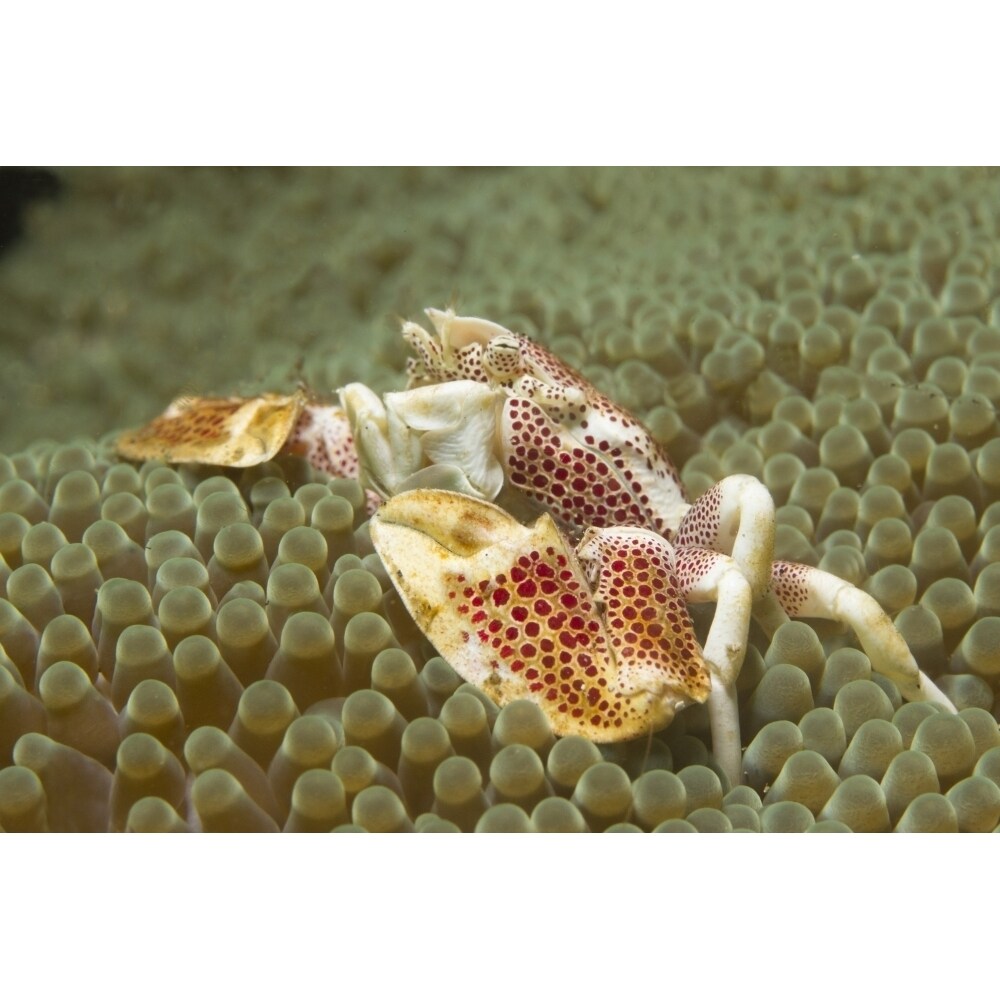 Posterazzi Spotted porcelain crab in sea anemone  Lembeh Strait  Indonesia. Poster Print by VWPics/Stocktrek Images