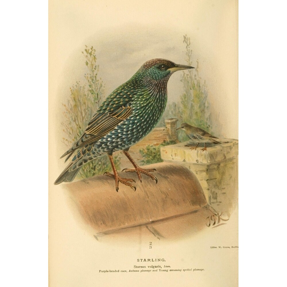 Posterazzi Birds of the British Islands 1885 Starling 3 Poster Print by  John G. Keulemans