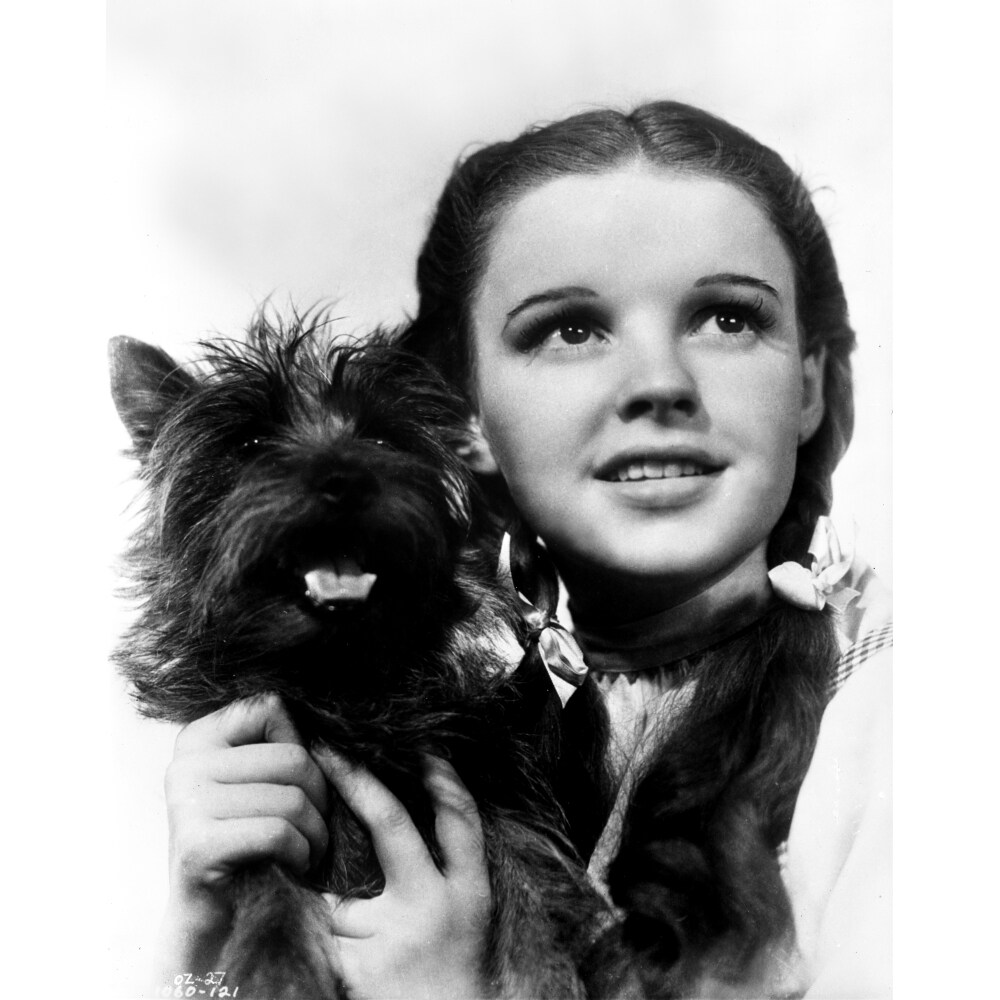 Posterazzi Dorothy Gale Holding Toto Wizard of Oz - Photograph Black and White Photo Print