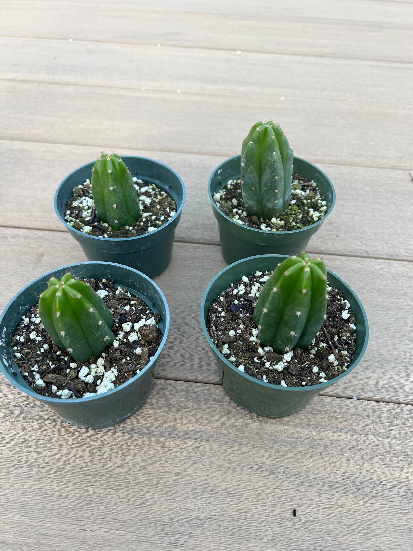 San Pedro Cactus, Easy Plant,  4” product 2
