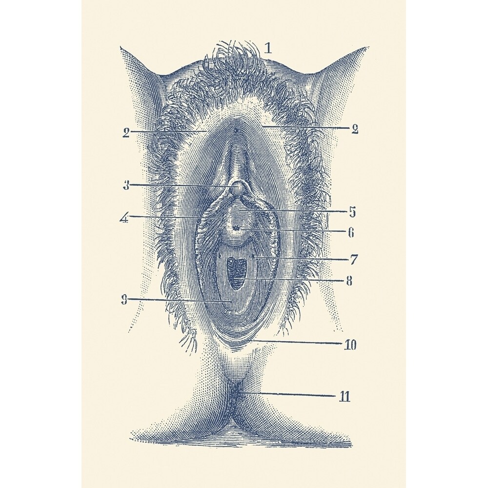 Posterazzi Vintage anatomy print showing a portion of the female reproductive system. Poster Print by John Parrot/Stocktrek Images