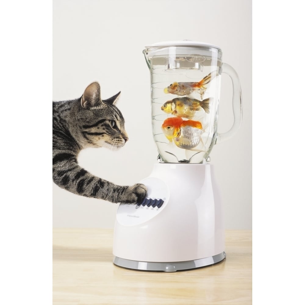 Posterazzi Grey tabby cat with paw on blender filled with goldfish;Vancouver british columbia canada Poster Print