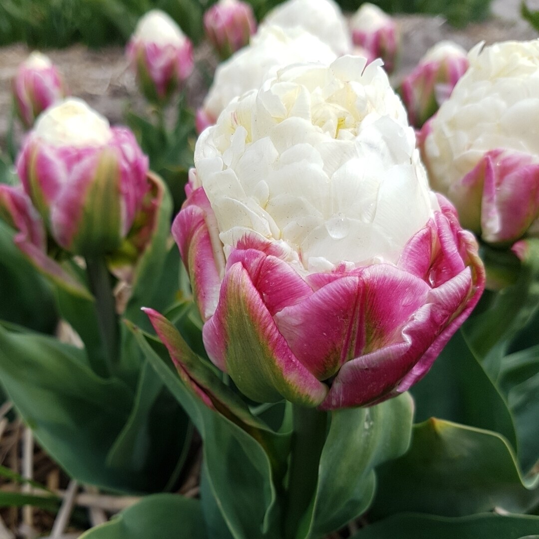 Double Scoop Ice Cream Tulips - Red And White Flowers - 3 6 Or 12 Bulbs - Spring Garden Perennial - Attracts Butterflies