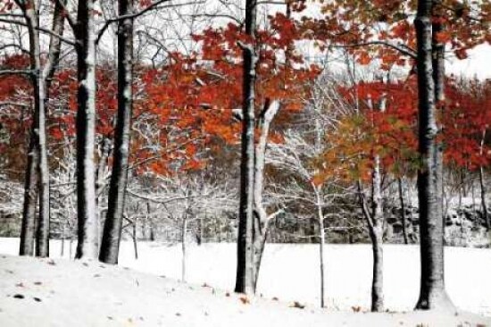 SnowFall Poster Print by Burney Lieberman - Item # VARPDXLBP102