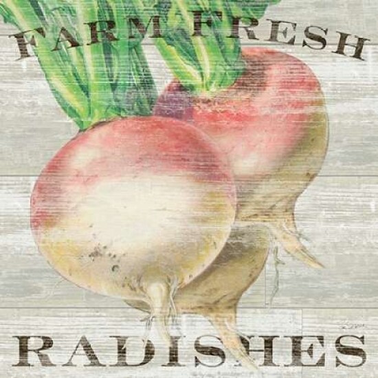Farm Fresh Radishes Poster Print by Sue Schlabach - Item # VARPDX20839