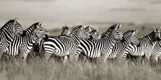 Grant''s zebra, Masai Mara, Kenya Poster Print by Frank Krahmer - Item # VARPDX2FK3123