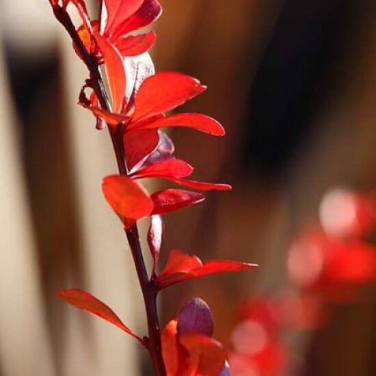 Red Leaves I Poster Print by Rita Crane - Item # VARPDXPSCRN320