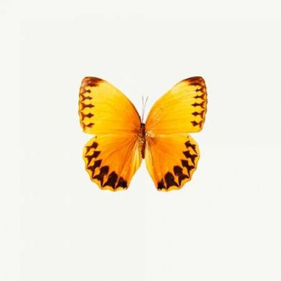 Yellow Butterfly Poster Print by PhotoINC Studio - Item # VARPDXIN31297
