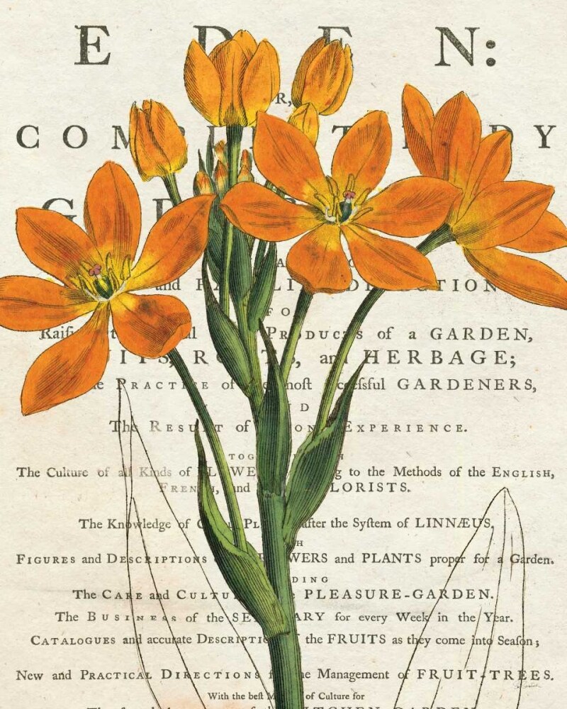 Euphorbia Botany Poster Print by Sue Schlabach - Item # VARPDX16204