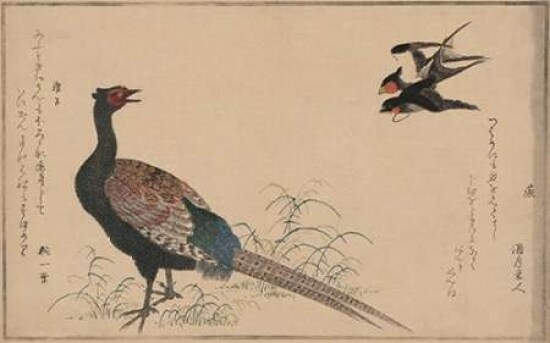 Pheasant Poster Print by Unknown - Item # VARPDX342920