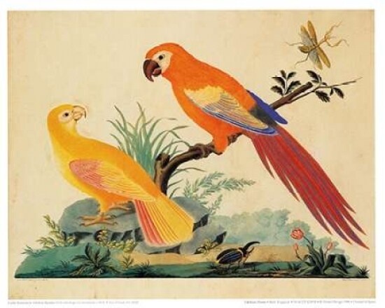 Two Parrots Poster Print by Carlo Raineri - Item # VARPDXCAR01