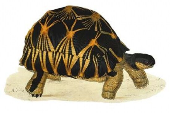 Tortoise, Radiata Poster Print by James Sowerby - Item # VARPDXJDS02