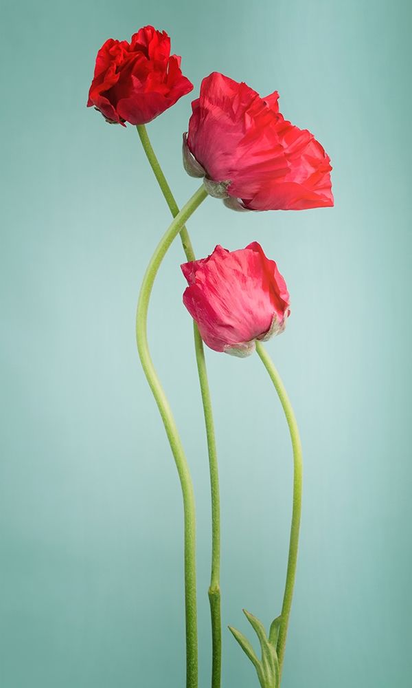 Blue Poppy Poster Print by PhotoINC Studio - Item # VARPDXIN99079