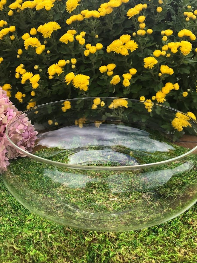 Terrarium - Shallow 10&#x22; Glass Terrarium