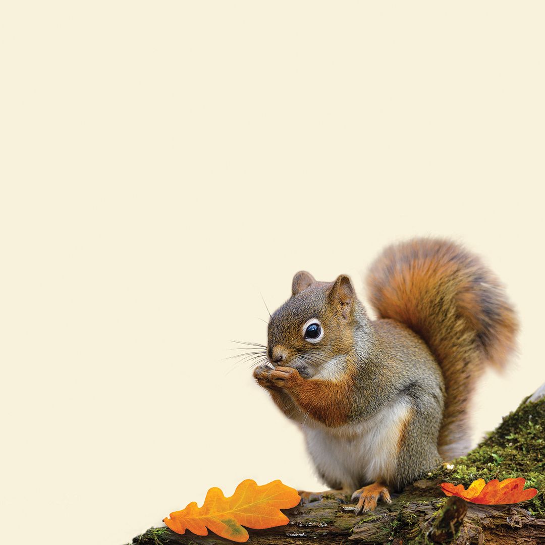 Great Papers! Acorn Fall Letterhead, Invitations, Announcements and Messages, Printer Friendly 8.5" x 11", 80 Pack