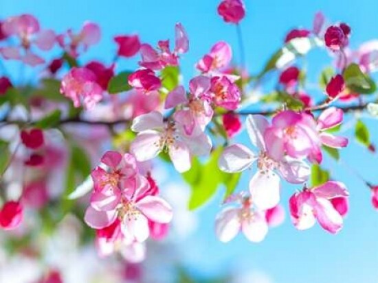 Cherry Blossom flowers Poster Print by  Assaf Frank - Item # VARPDXAF20140416173