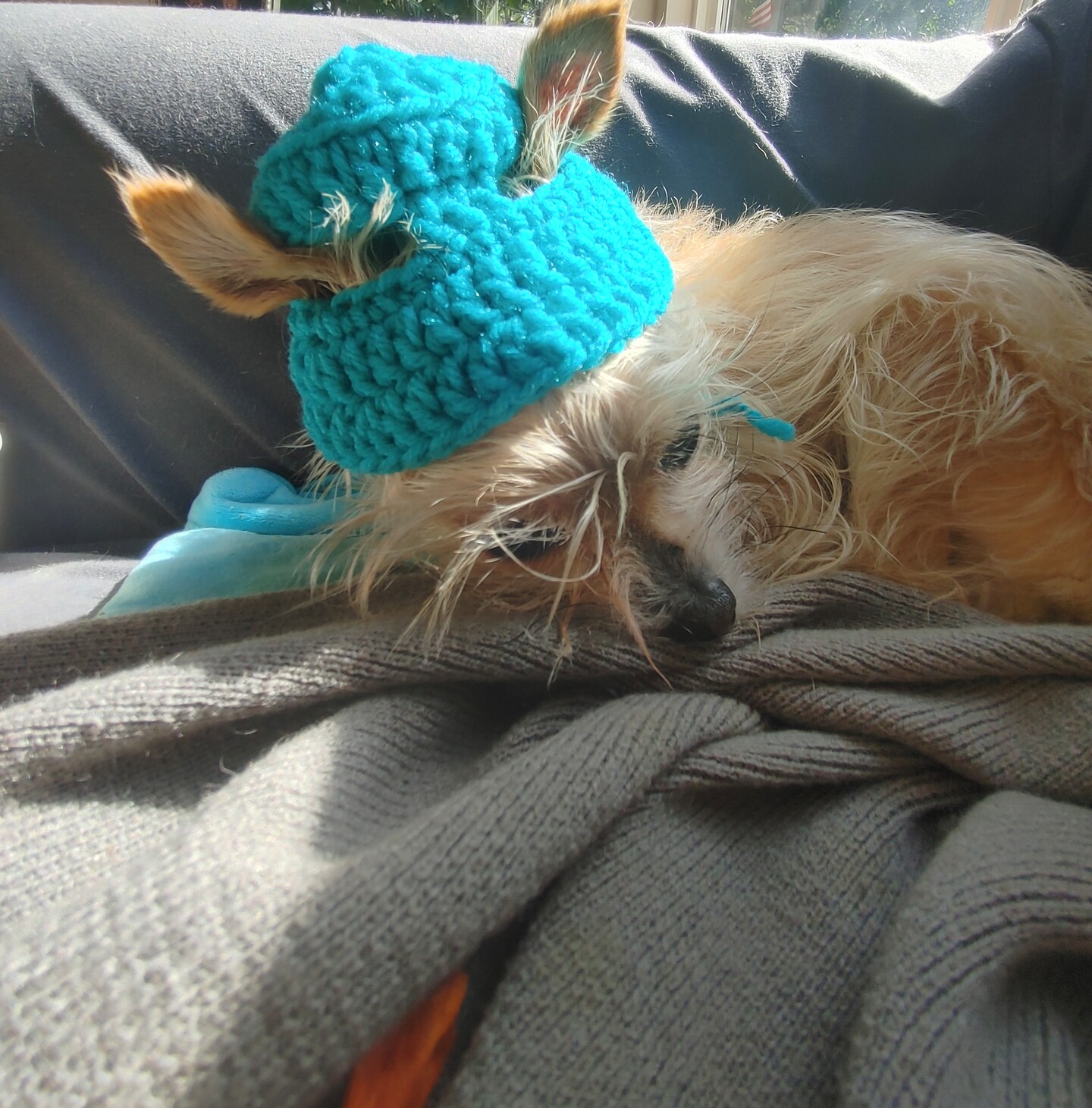 Red and Blue Checker Bucket Hat For Pets MakerPlace by Michaels