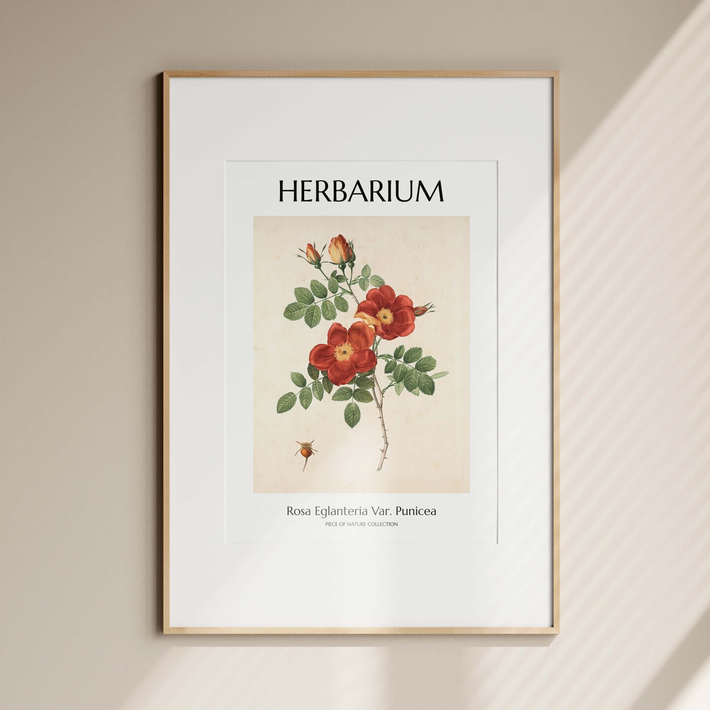 BOTANICAL ILLUSTRATION #3 | botanic print, wall art, framed poster, homeware, popular vintage poster, illustration, floral print, gifts, interior