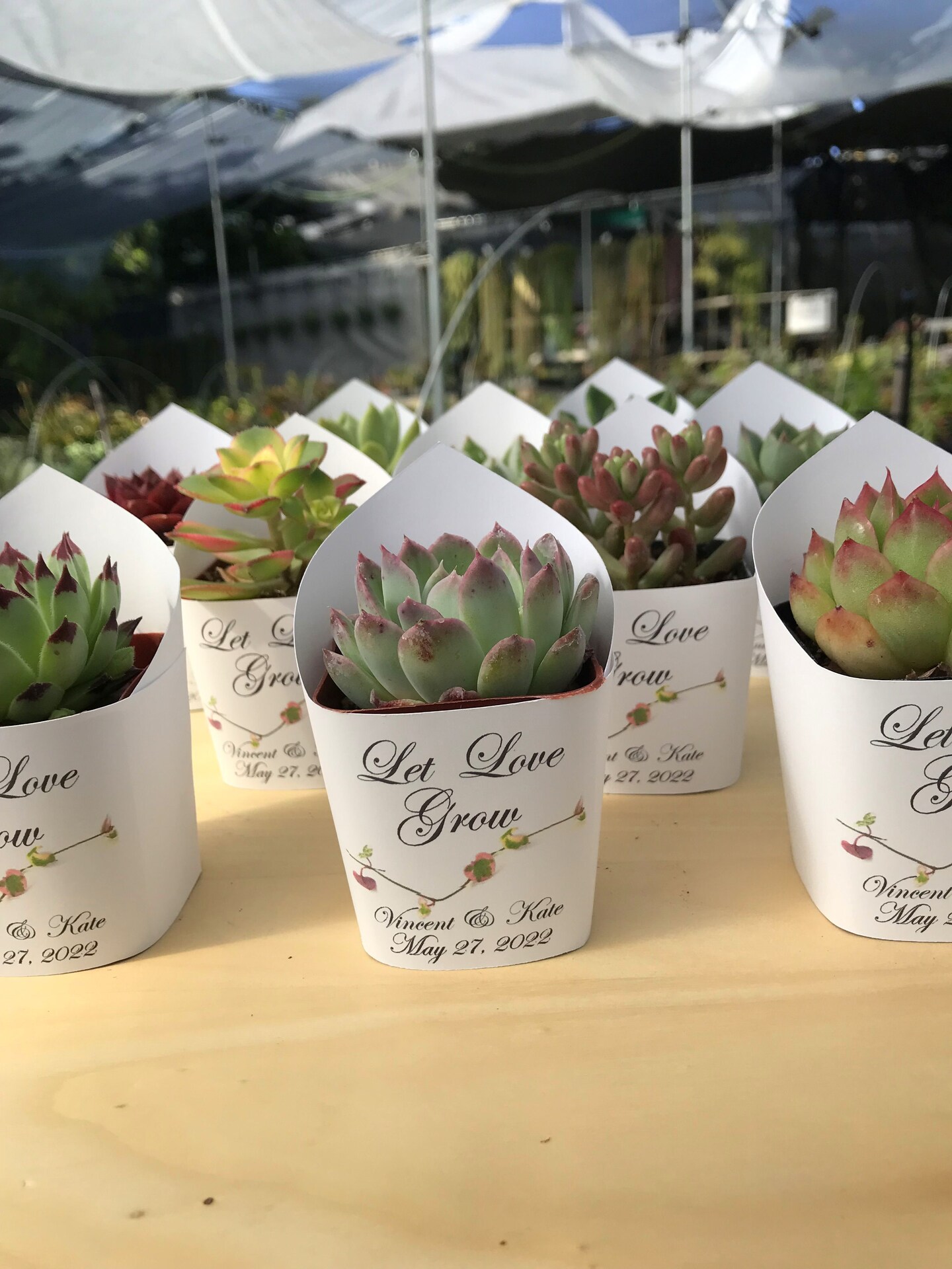 Premium White Succulent Wrappers for Wedding Favors as Thank You Gift - Pack of 10 - [Plants not included] product 2