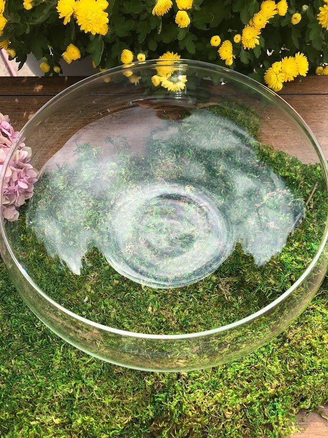 Terrarium - Shallow 10&#x22; Glass Terrarium
