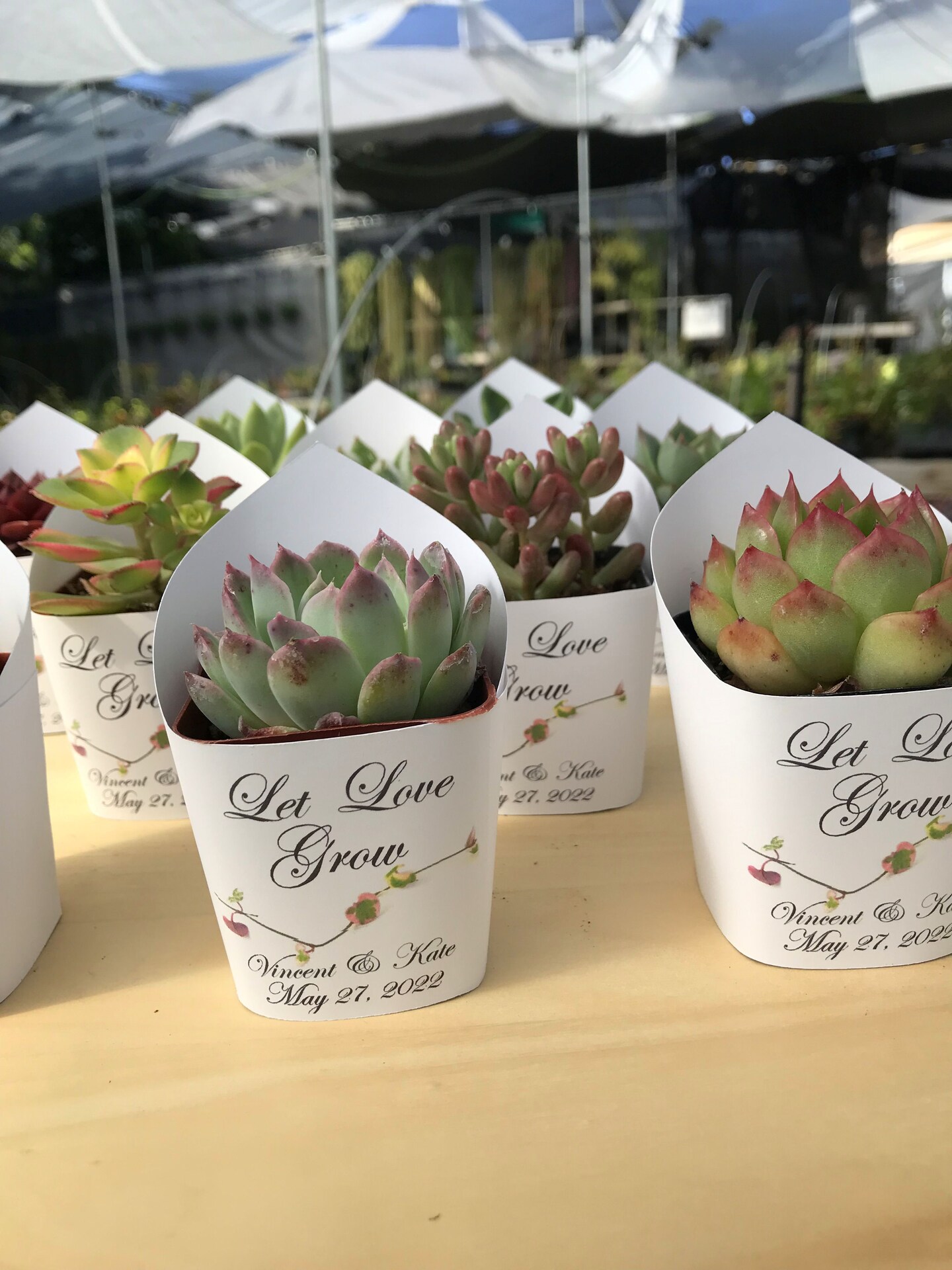 Premium White Succulent Wrappers for Wedding Favors as Thank You Gift - Pack of 10 - [Plants not included] product 4