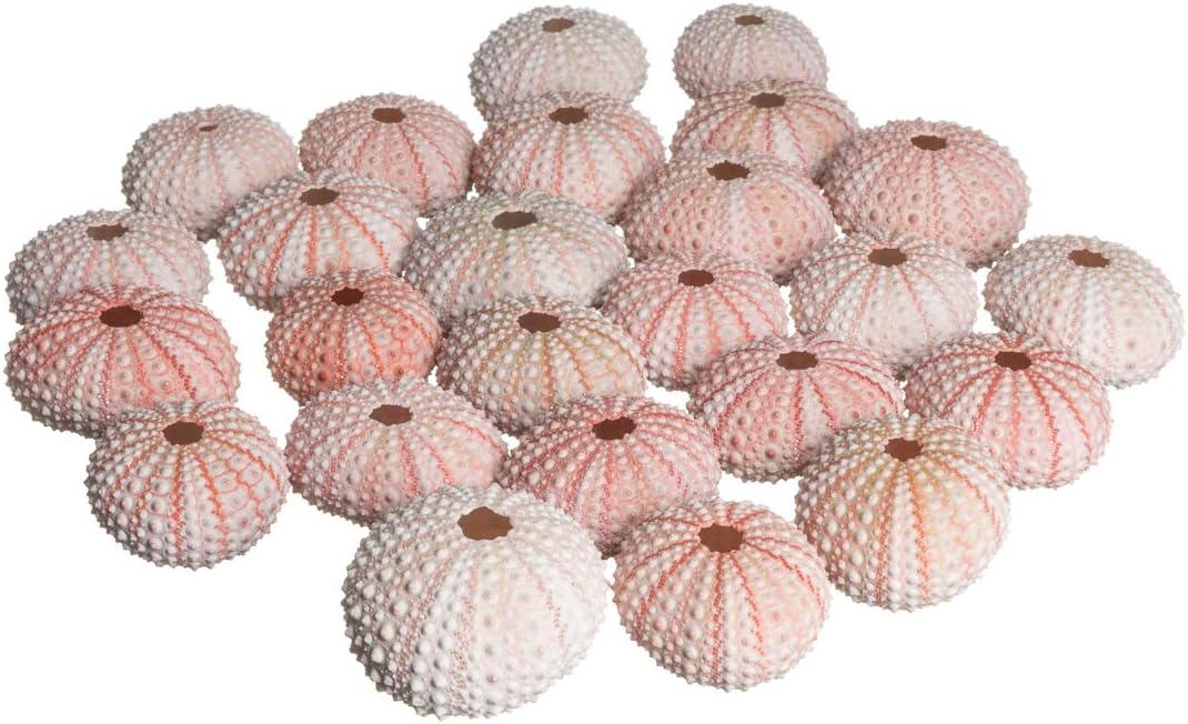 Sea Urchin Pink Sea Urchin Shells 1-2in (25 pk) Pink Sea Urchins for Craft and Decor