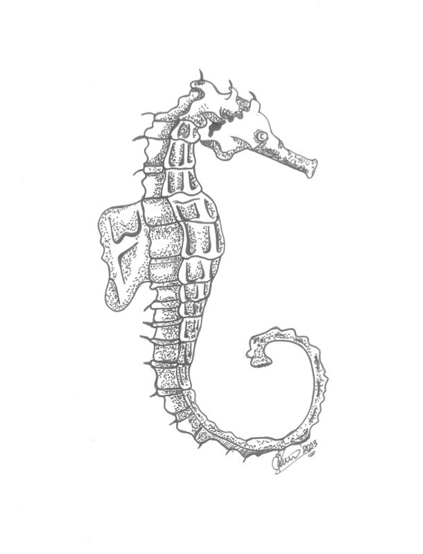 Original Seahorse Ink Drawing | MakerPlace by Michaels