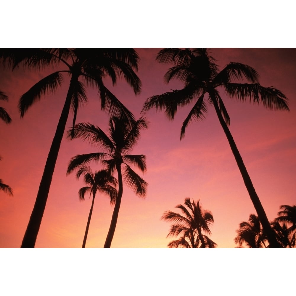 Hawaii Silhouette Of Palm Trees At Sunset Pink Sky. Poster Print