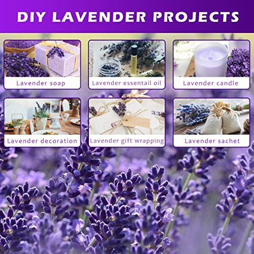 Dried Lavender Bundles, Uieke Natural Dried&#xA0;Lavender&#xA0;Flowers 280-300 Stems 16&#x201C; for Home Weeding Decoration Flower Arrangements Home Fragrance 2 Bundles