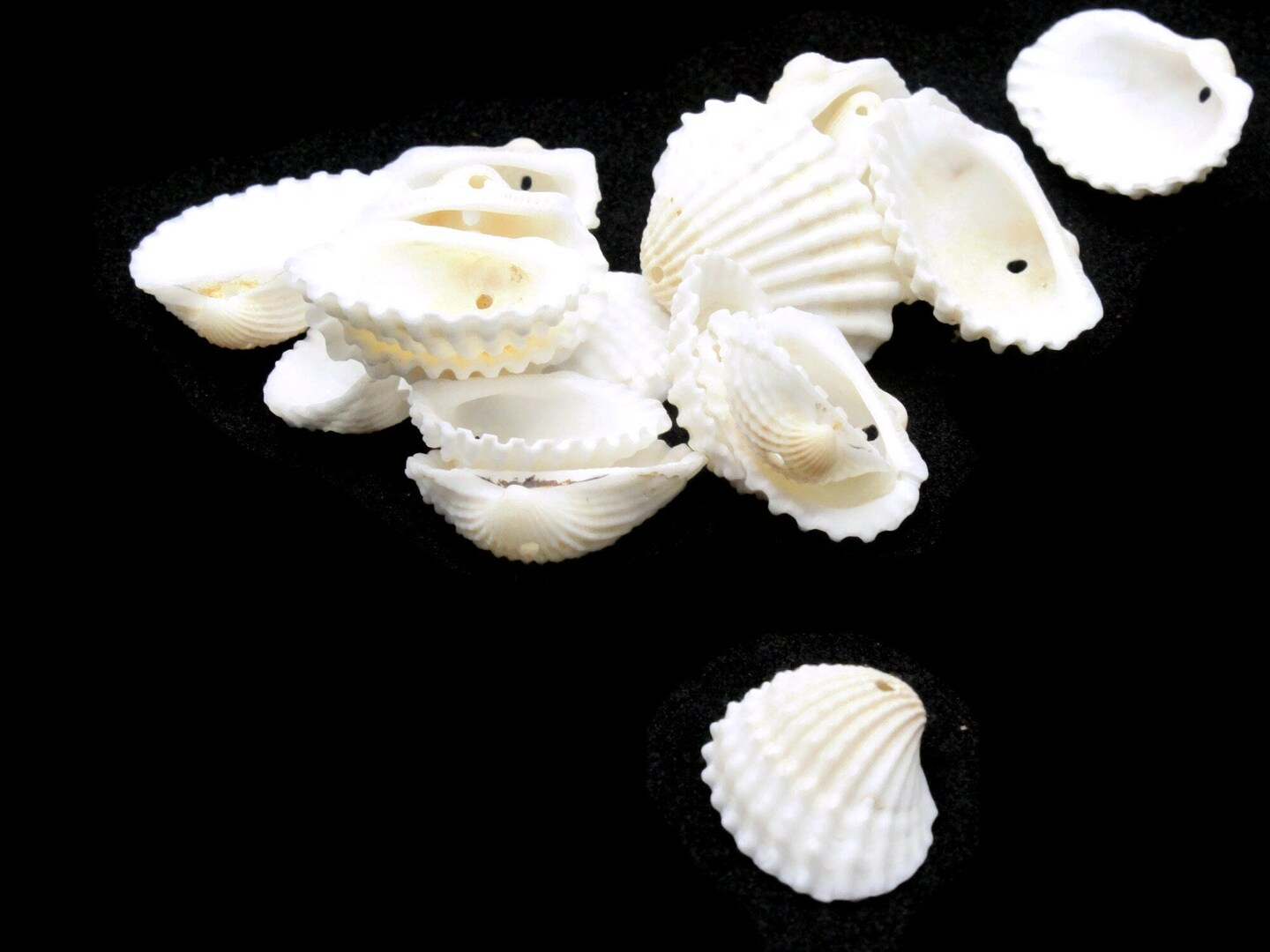 19 White Oyster Shell Seashell Beads