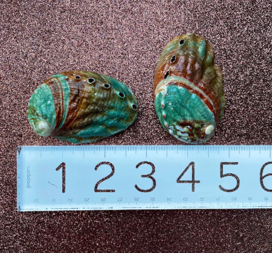 4 Korean Abalone Seashell, Northern Abalone,Pinto Abalone (Haliotis  Kamchatskana), Approx 2.5-3, Hand Polished (Inside)