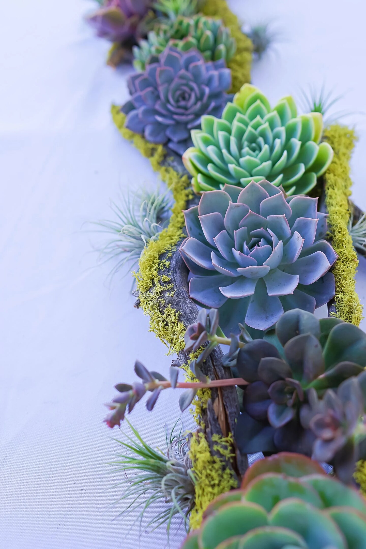 Surfside Succulents | Storefront | Michaels