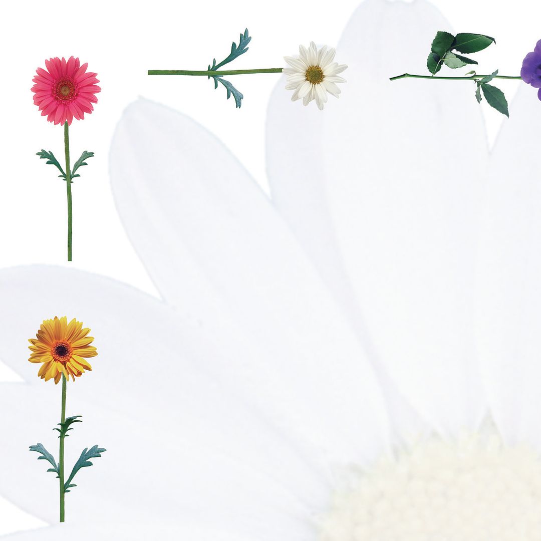 Great Papers! Daisies Stationery Letterhead, Invitations and Announcements, Printer Friendly, 8.5&#x22;x11&#x22;, 80 Pack