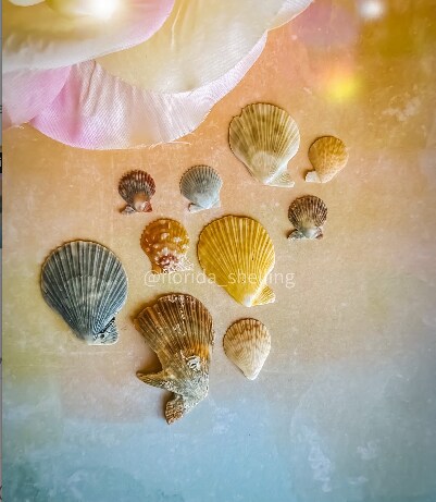 10 ULTRA RARE Florida Scaly Scallop Shells, Unusual Colors, Unicorn  Seashell Specimens, Approx .75-1.25