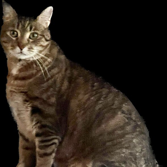 storefront avatar