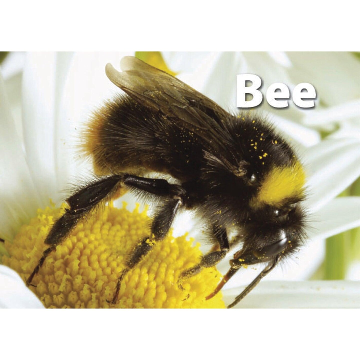 Photographic Memory Matching Game, Insects &#x26; Bugs, Pack of 3