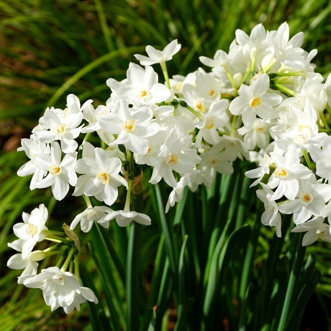 Fragrant Paperwhite Narcissus - White Daffodil Flowers - 6 Bulbs - Spring Garden Perennial - Attracts Butterflies Bees