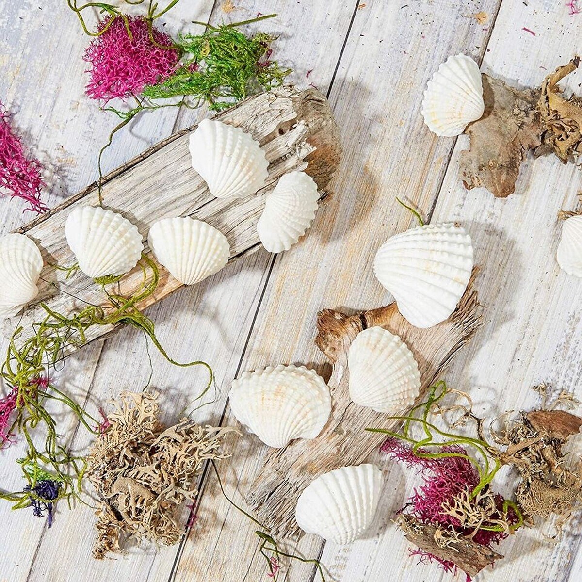 Unpigmented Beach Seashells 200 pcs