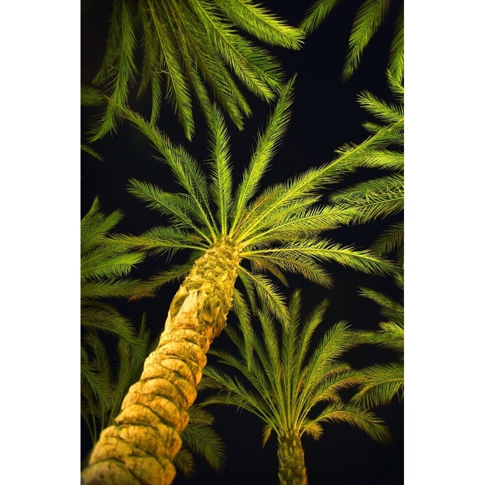 Palm Trees Arecaceae Genera Poster Print