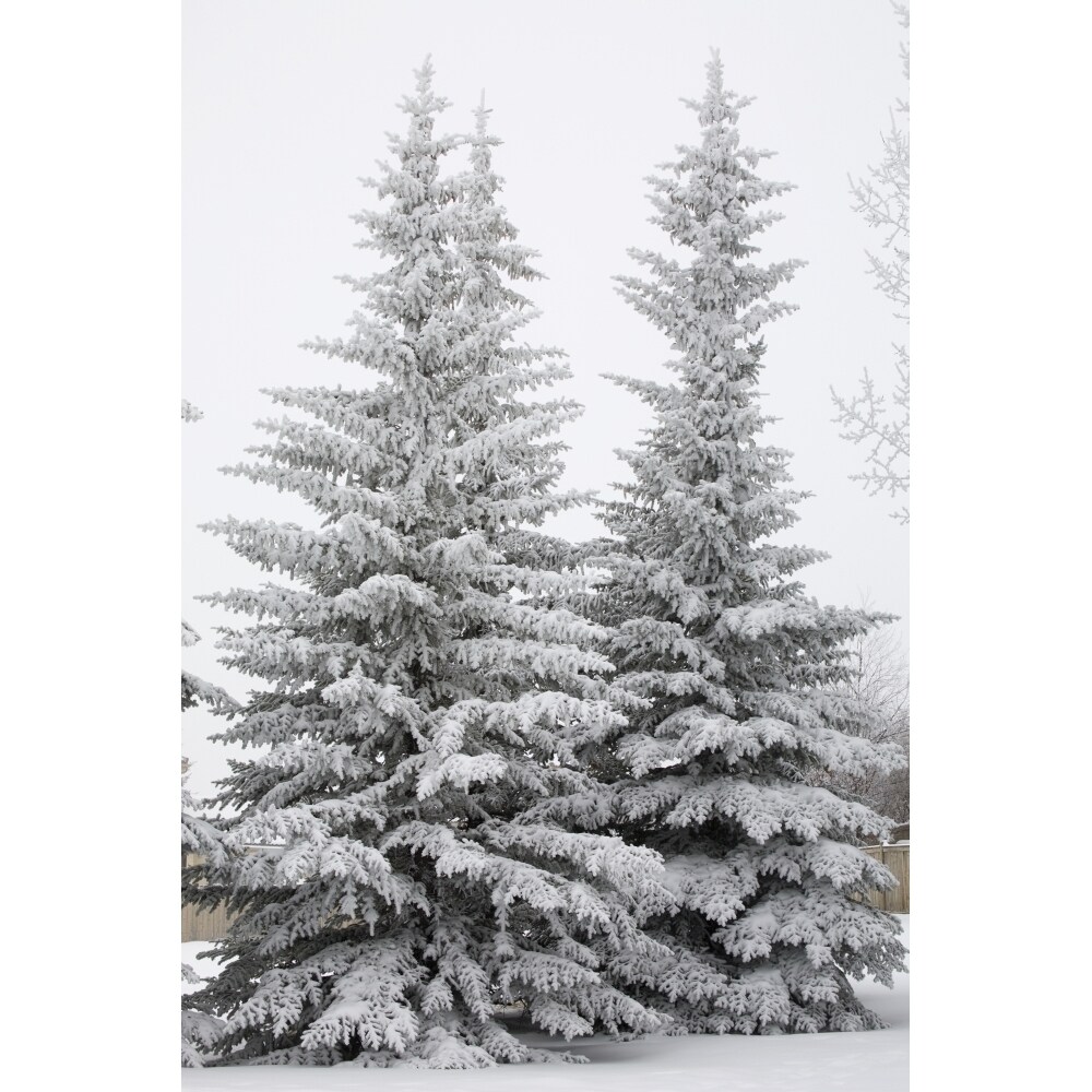 Snow Covered Evergreen Trees; Calgary Alberta Canada Poster Print