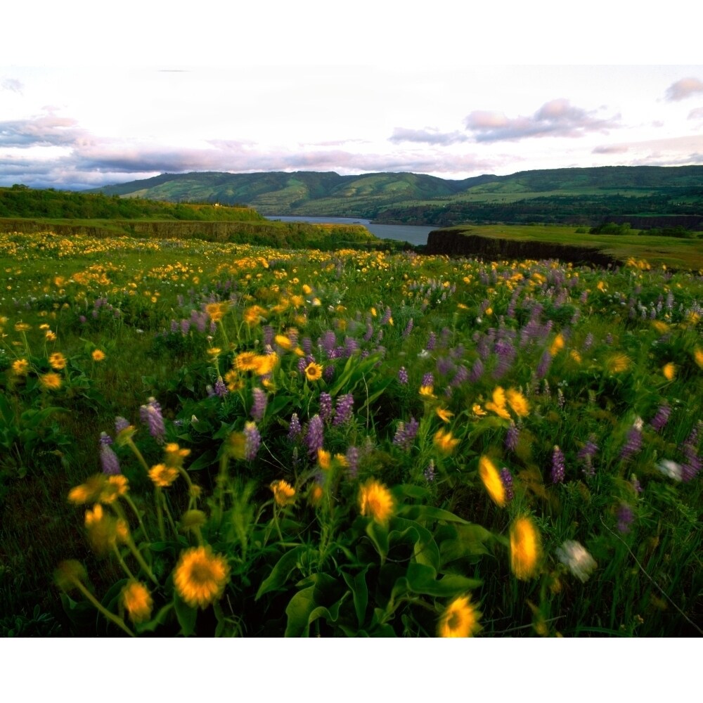 Wildflowers In A Field Columbia River Tom Mccall Nature Preserve Columbia River Gorge National Scenic Area Multnomah